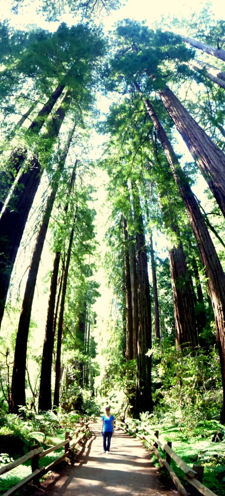 The coastal redwood trees are the manin attraction in Muir Woods, they can grow over 100m in heights and some are over 1000 years old.