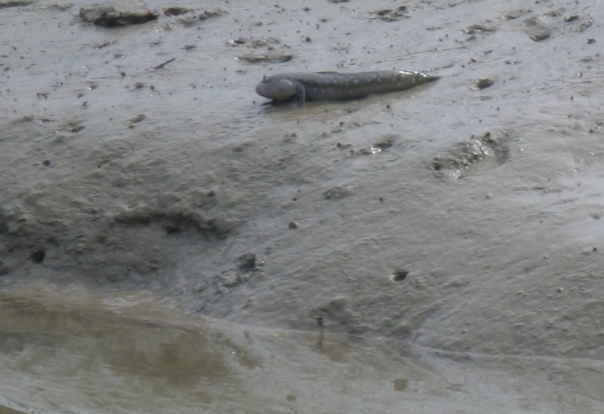 A closeup of a mudskipper